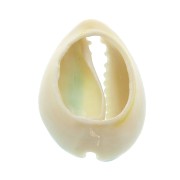 Coquillage Cauri avec résine époxy Bleu ciel pour création de bijoux 20 à 25mm x1