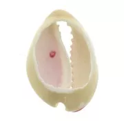 Coquillage Cauri avec résine époxy Rouge pour la création de bijoux - 20 à 25mm x1