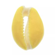 Coquillage Cauri avec résine époxy Jaune pour la création de bijoux 20 à 25mm x1