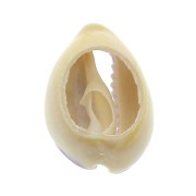 Coquillage Cauri avec résine époxy Violet pour la création de bijoux 20 à 25mm x1