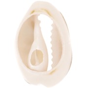 Coquillage Cauri 18 à 20 mm avec résine époxy - Naturel - Dark gold pailleté x1