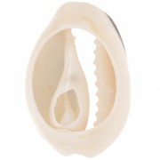 Coquillage Cauri 18 à 20 mm avec résine époxy - Naturel - Noir pailleté x1