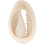 Coquillage Cauri 18-23 mm imprimé motif léopard Vert clair - Rose bonbon - Noir x1