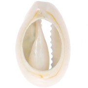 Coquillage Cauri 18-23 mm imprimé motif léopard - Bleu ciel - Noir x1