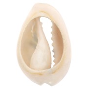 Coquillage Cauri 18-23 mm imprimé motif léopard - Jaune - Ocre - Noir x1