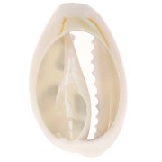 Coquillage Cauri 18-23 mm imprimé motif léopard - Ecru - Caramel - Noir x1