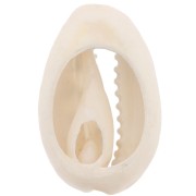 Coquillage Cauri 18-23 mm imprimé motif léopard - Marron clair - Ecru - Noir x1